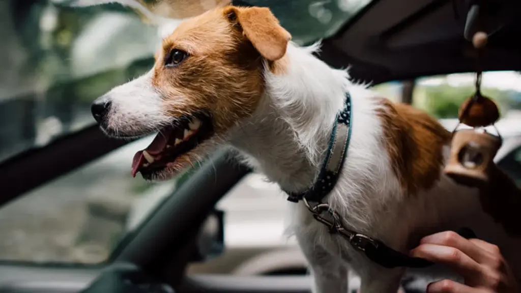 Best Dog Seat Belt