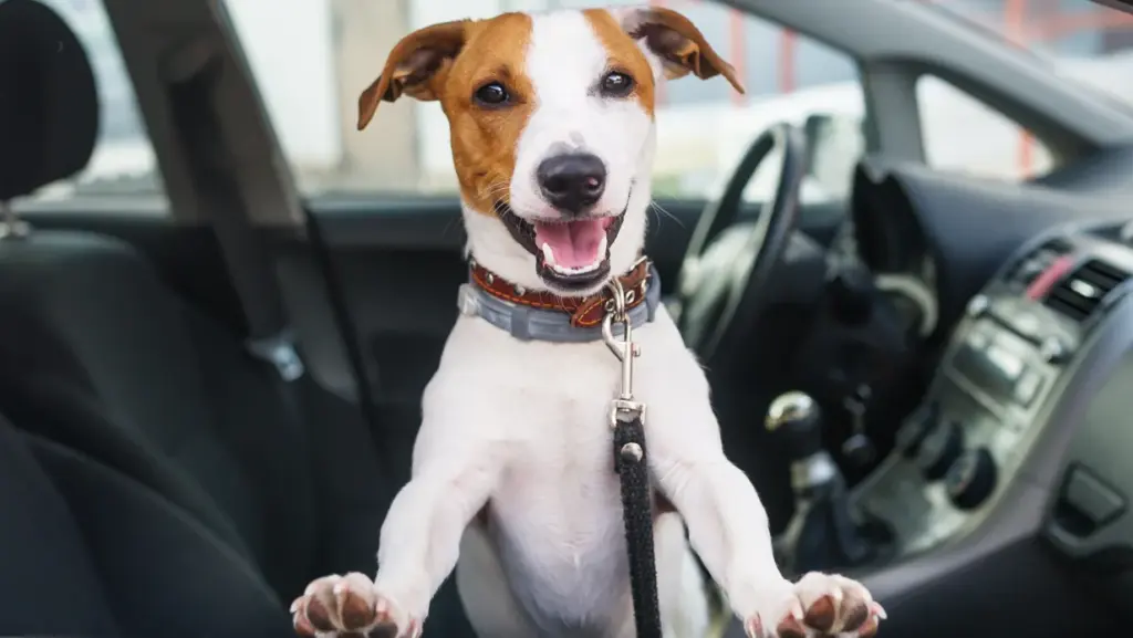 Best Dog Seat Belt