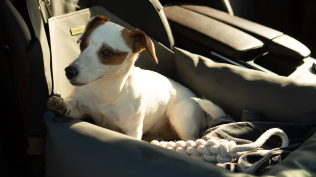 Small Dog Car Seat