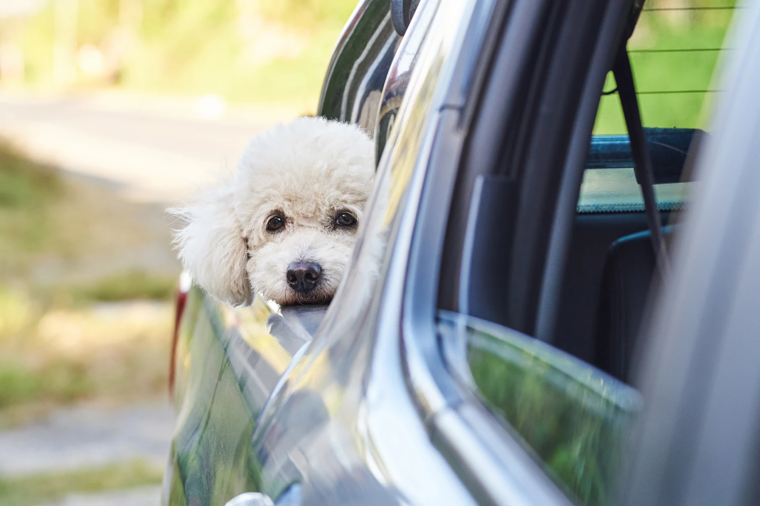 Mercedes-Benz C-Class Dog Carrier Car Seat for Toy Poodle