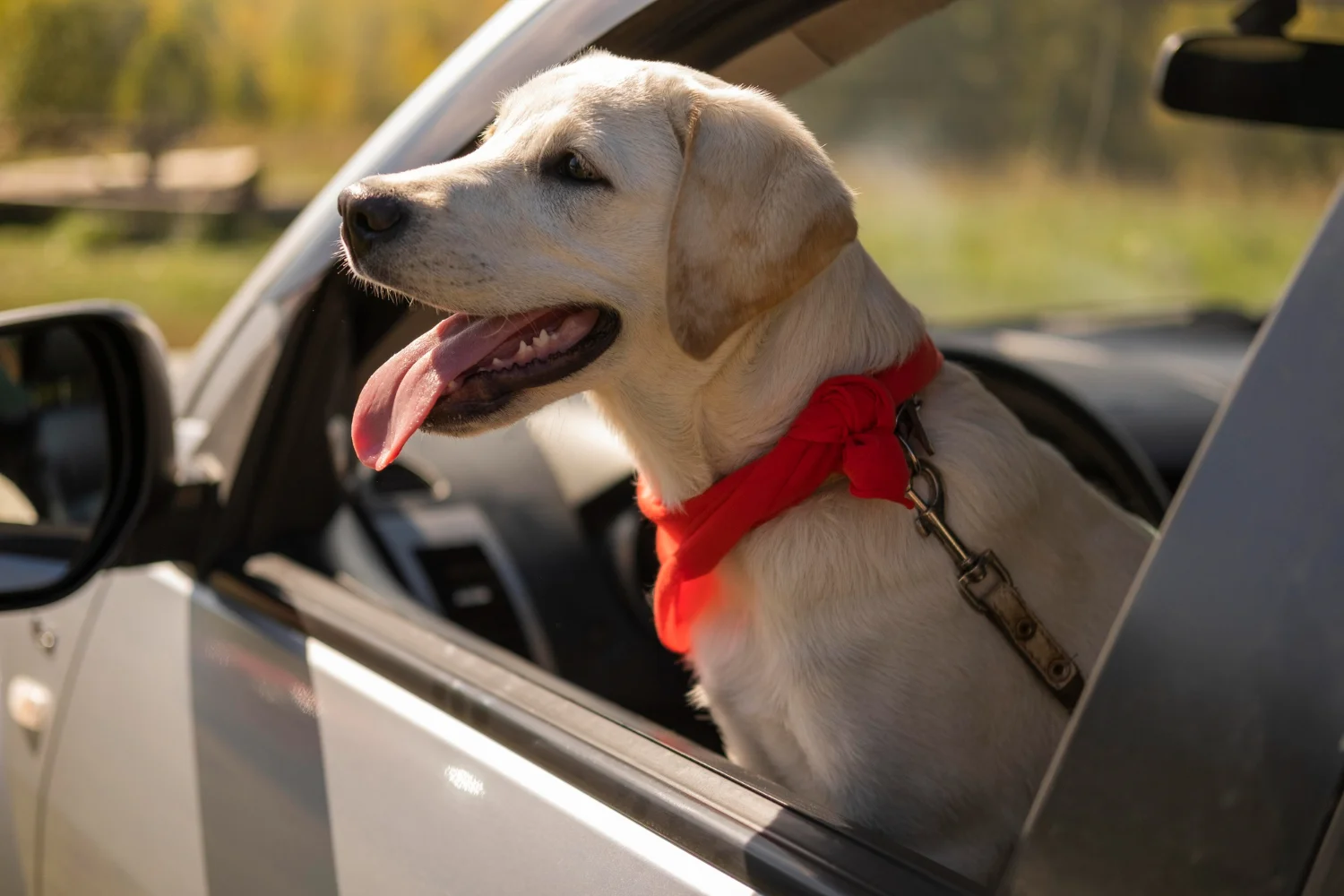 Chevrolet Impala Dog Safety Belt for Labrador Retrievers