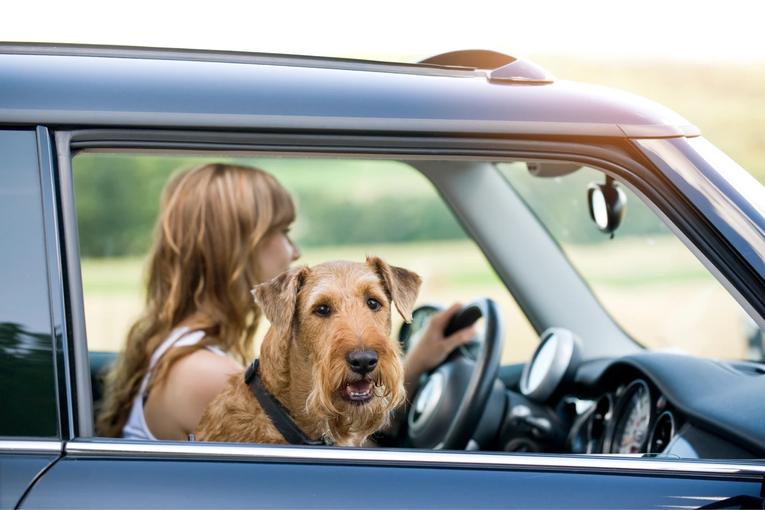 Chevrolet Suburban Dog Car Seat for Irish Terriers