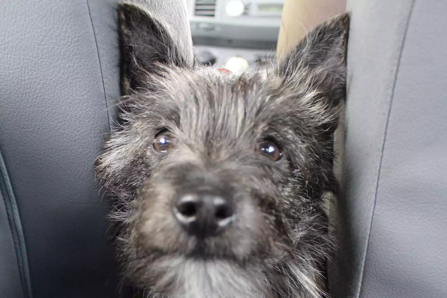 Ram Truck Dog Carrier Car Seat for Cairn Terrier