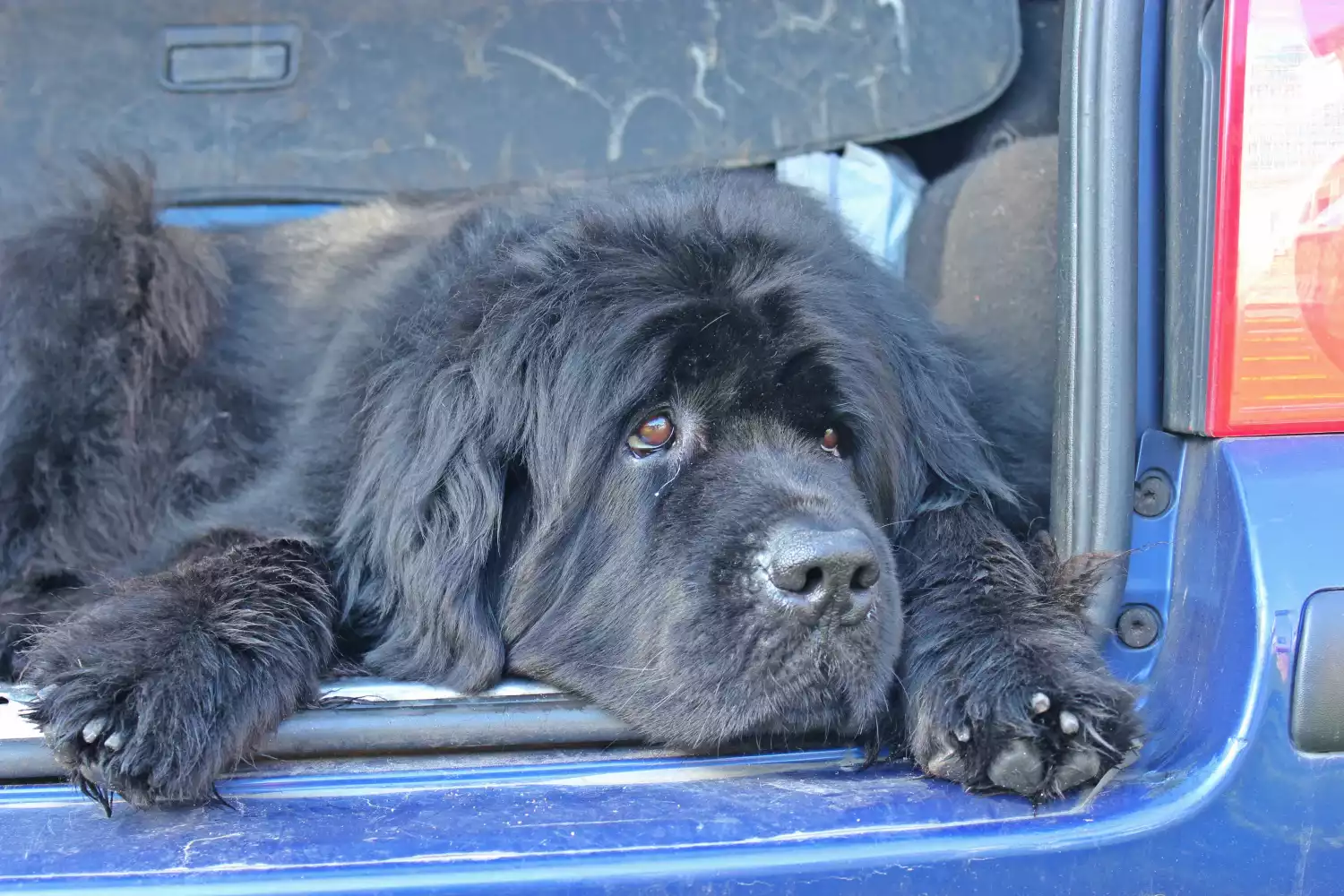 Kia Rio Dog Safety Belt for Newfoundlands