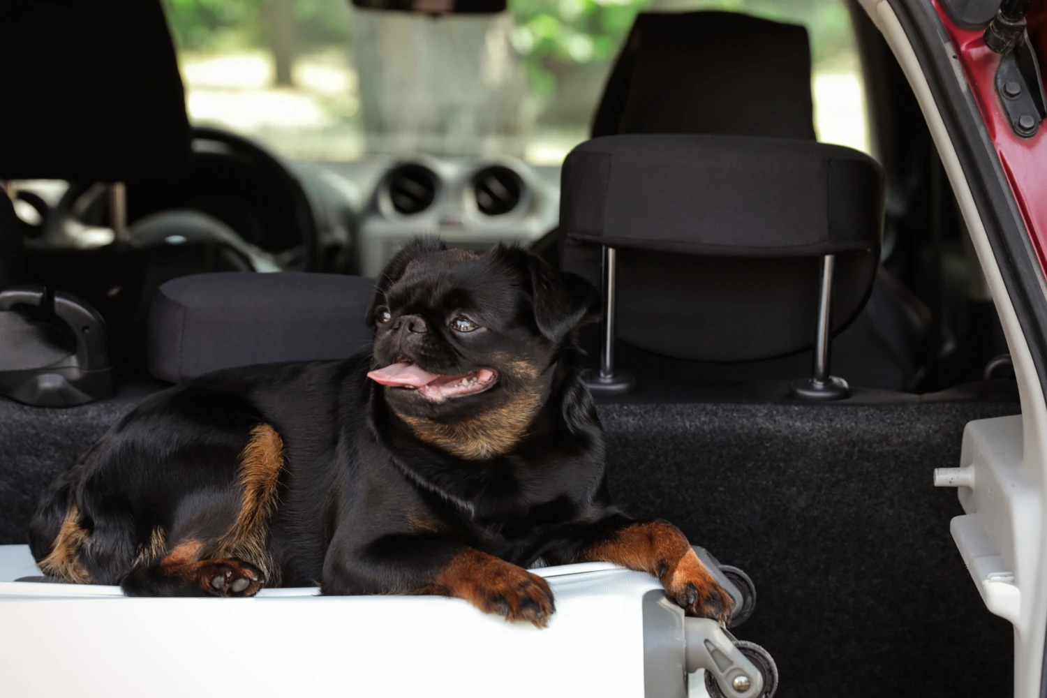 Honda Odyssey Dog Safety Belt for Brussels Griffons