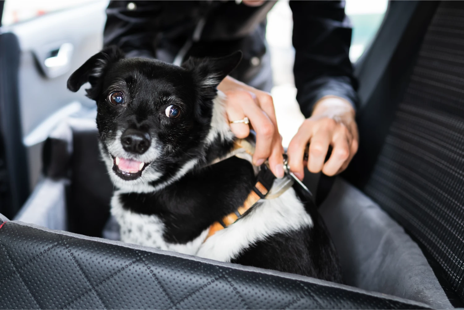 Honda CR-V Dog Car Seat Belt for St. Bernards