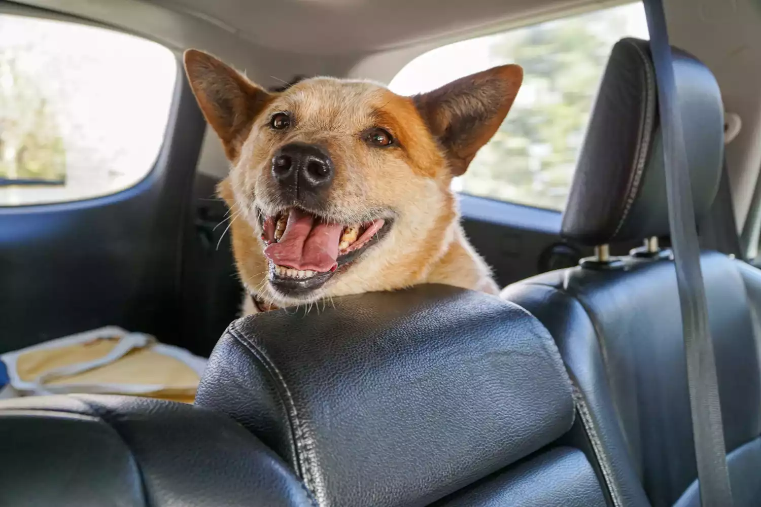 Ford Explorer back seat cover for Australian Cattle Dogs