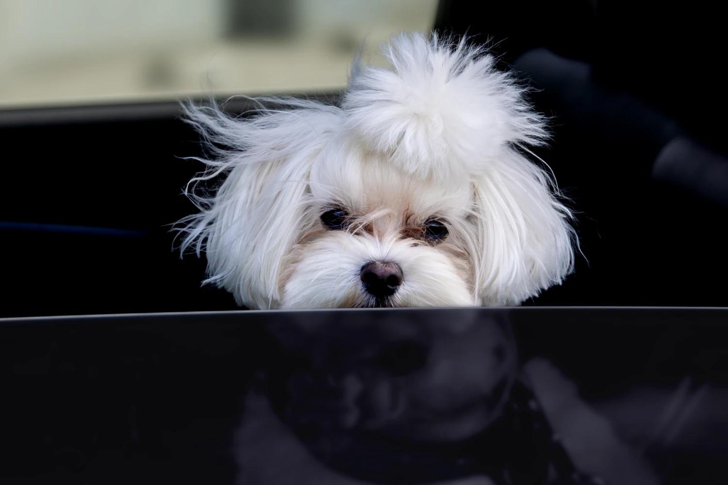 Ford Mustang Dog Car Seat for Havanese