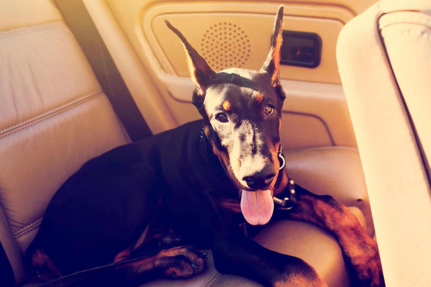 Chevrolet Suburban Dog Safety Belt for Doberman Pinschers